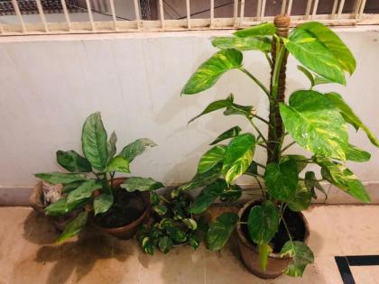 Gulshan Guest Room - image 11